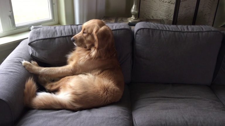 Dog Lazily Gets Ready For A Nap