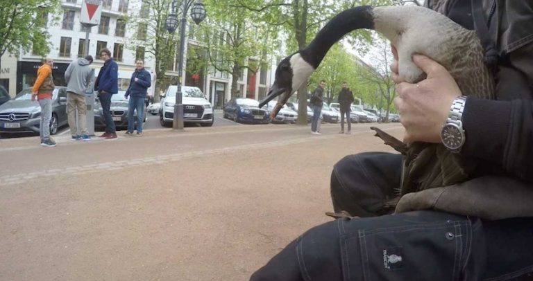 Man Comes To The Rescue Of Canada Goose With Metal Ring Around Its Beak