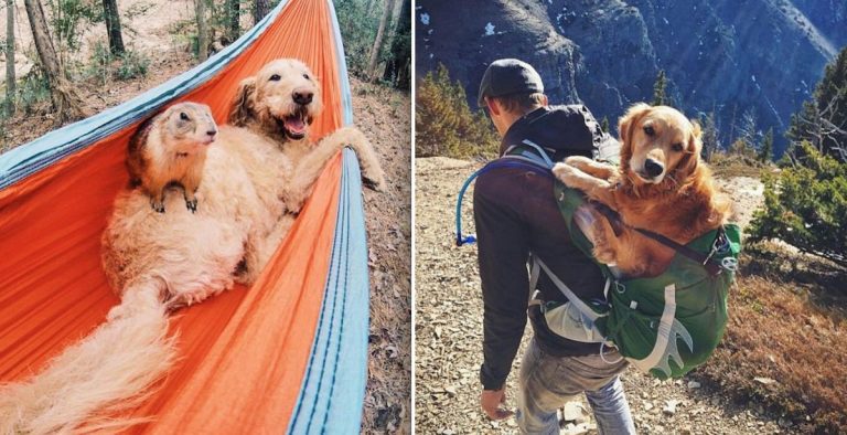 25 Dogs Who Love Nothing More Than Camping With Their Humans