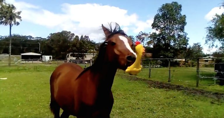 Horse Grabs Hold Of His Squeaky Chicken And Makes Everyone Laugh