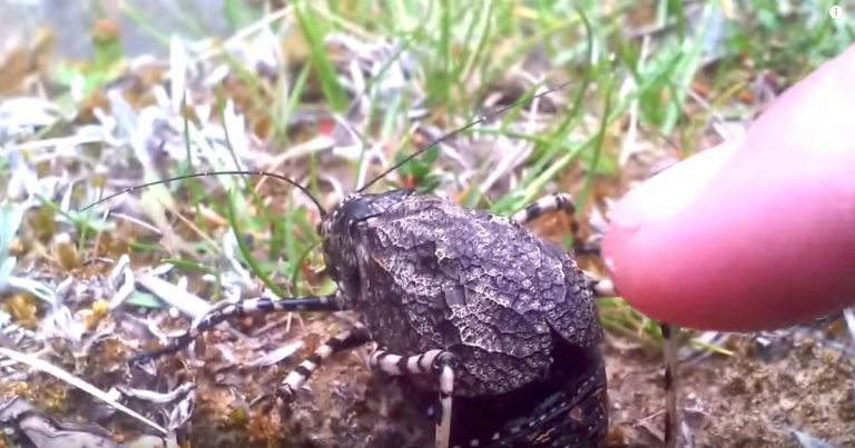 mountain katydid