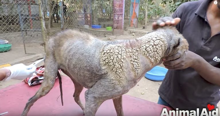 Street Dog With Mange Like Barnacles On Her Skin Undergoes Amazing Transformation