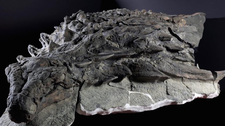 Newly Revealed Dinosaur Fossil Is The Best Preserved Of Its Kind In The World