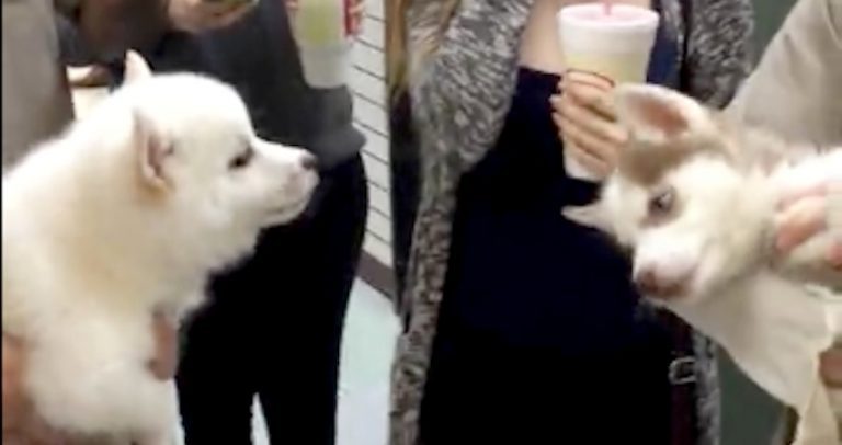 Puppies Have The Cutest Conversation While In Their Owners’ Arms