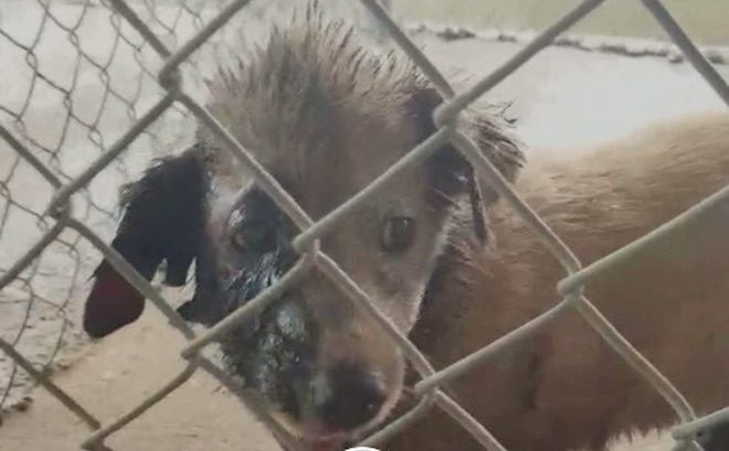 Rescuers Work Tirelessly To Save Stray Puppy Trapped In Tar