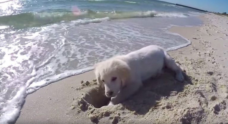 Puppy Gets Adorably Upset When The Ocean Destroys His Sand Hole