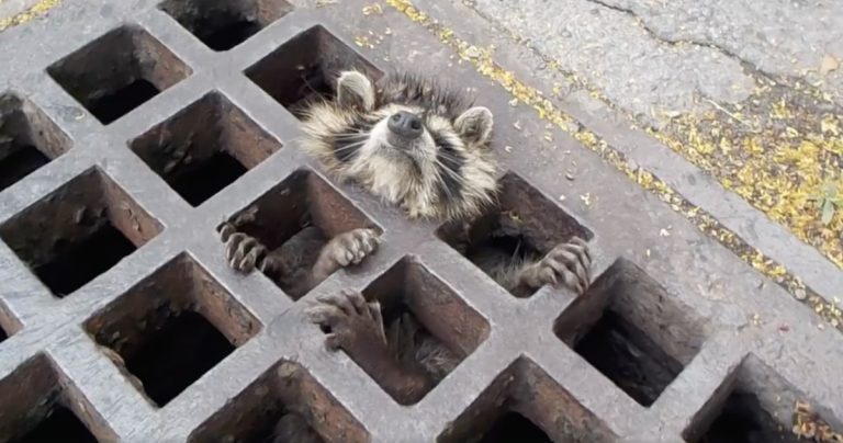 raccoon stuck in storm grate