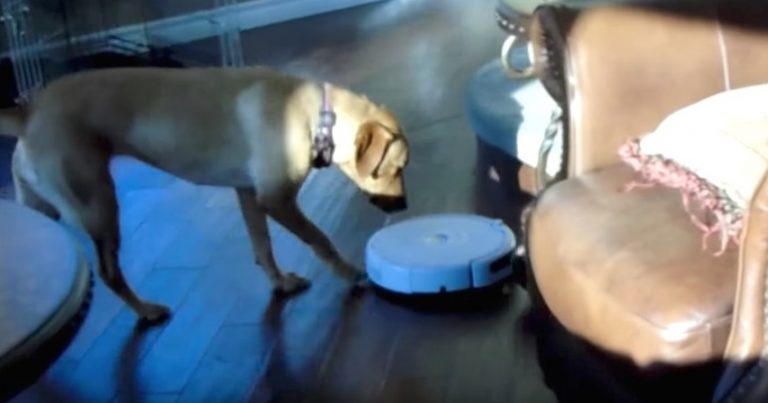 Clever Dog Figures Out How To Deal With The Annoying Roomba In Her Space