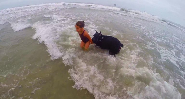 Sweet Giant Schnauzer Protects Her Girl From The Ocean Waves