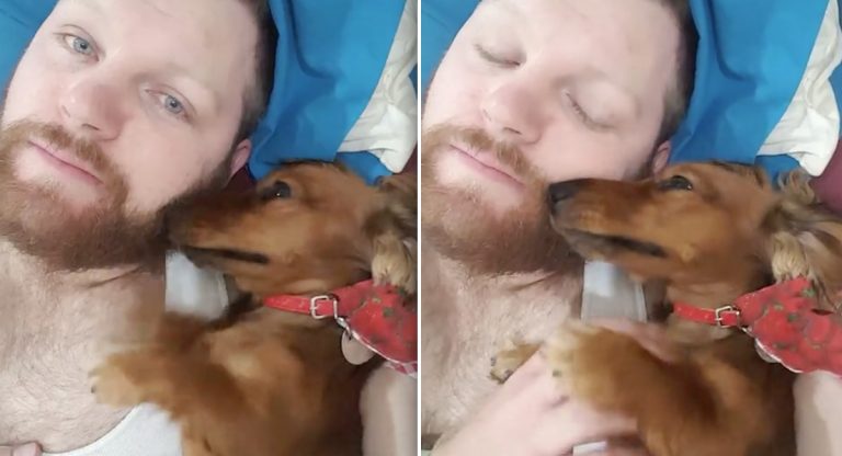Dachshund Has The Most Adorable Reaction When Her Dad Stops Scratching Her