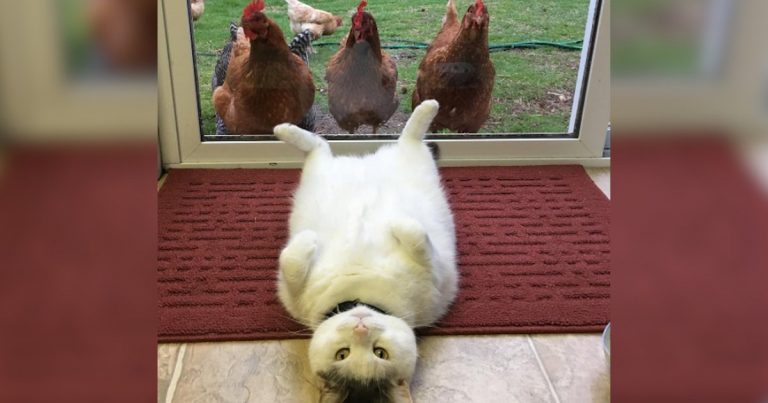 Cat Loves Being Adored By His Family’s Chickens