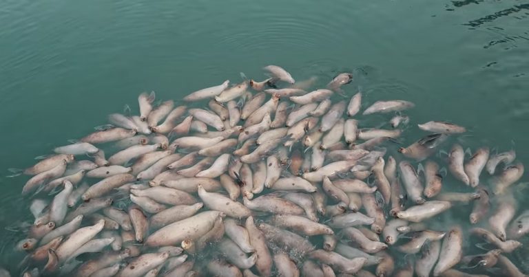 sea lions