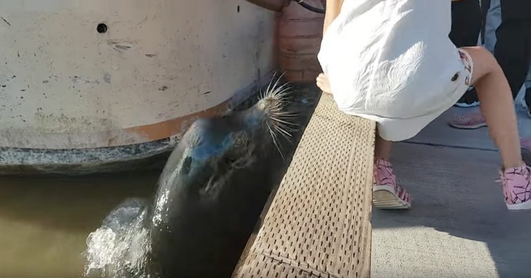 Sea Lion Drags Little Girl Into Water Off Dock, Grandfather Saves Her