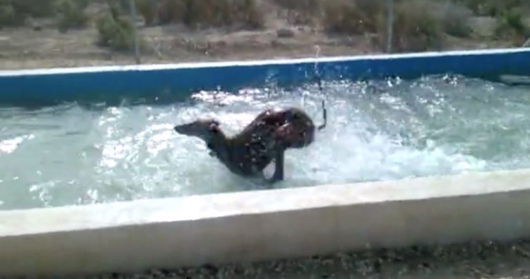 Enthusiastic Dog Cools Off In Backyard Pool
