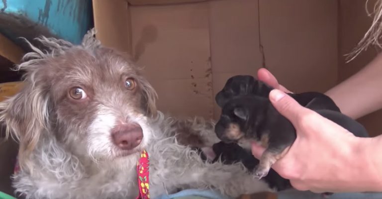 Stray Dog Is So Happy To Show Rescuers Her Babies