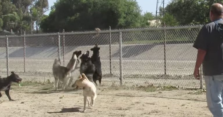 Squirrel Makes Daring Move To Escape Dogs At The Dog Park