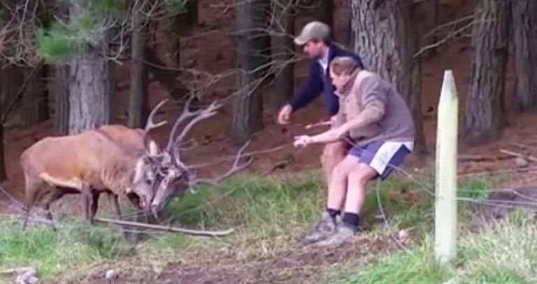 entangled stags