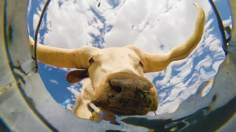Bucket’s Eye-View of Desert Animals Drinking Water Is Uniquely Surprising