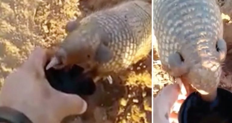 Desperately Thirsty Baby Armadillo Bravely Approaches Man To Get Water