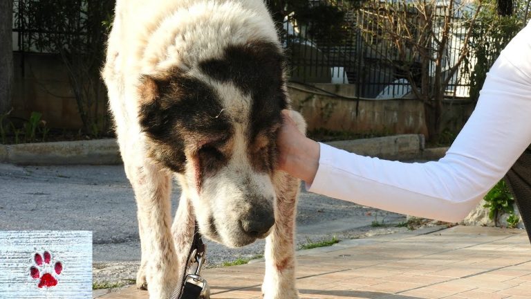 Senior Dog Cast Aside When She Got Sick And Could No Longer Work Is ‘A Perfect Dog’