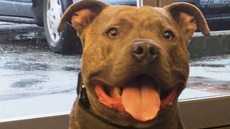 Cops Take A Chance On Pit Bull When No One Else Would And End Up With A Star Pupil