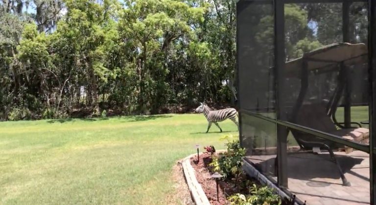 Man Shocked To See Zebra Grazing In His Florida Backyard