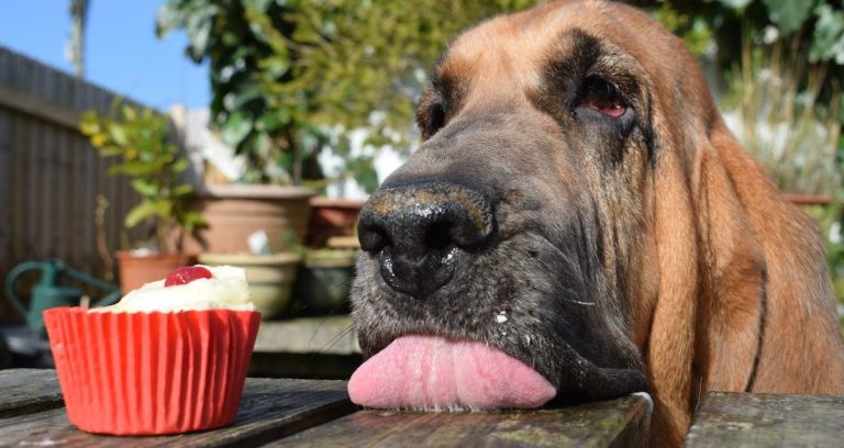 30 Dog Photos That Beautifully Capture What Makes Our Canine Friends So Dear To Our Hearts