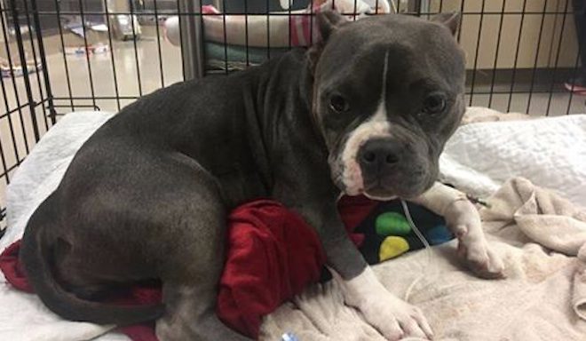 Pregnant Dog Nearly Dies After Being In Labor For Days And Dumped By Owner