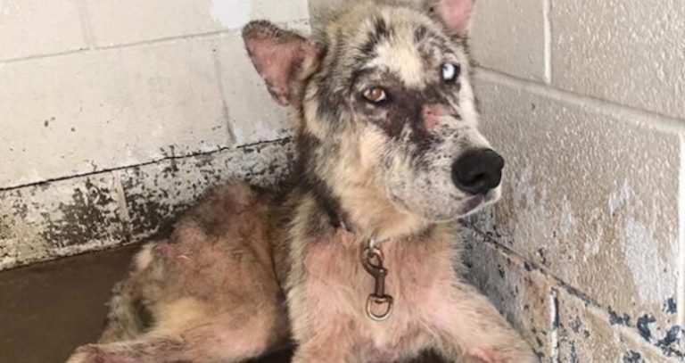 Sick Dog Arrived At Shelter A Stray, But The Rusty Collar Around His Neck Told Another Story