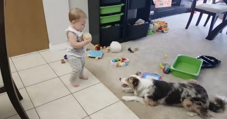 baby and dog play fetch