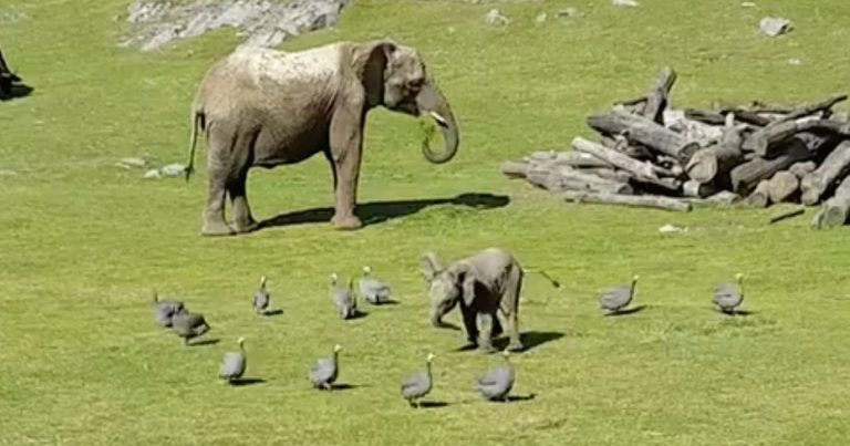 Adorable Baby Elephant Takes A Tumble While Chasing Birds