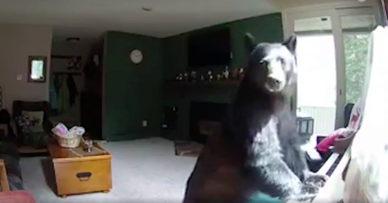 Bear Breaks Into Home And Plays The Piano