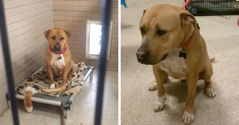 Bear the sad shelter dog
