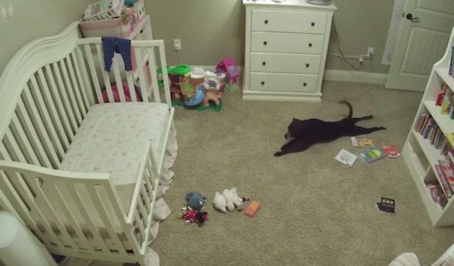 Security Camera Catches Dog Sneaking Into Baby’s Bedroom For Some Fun