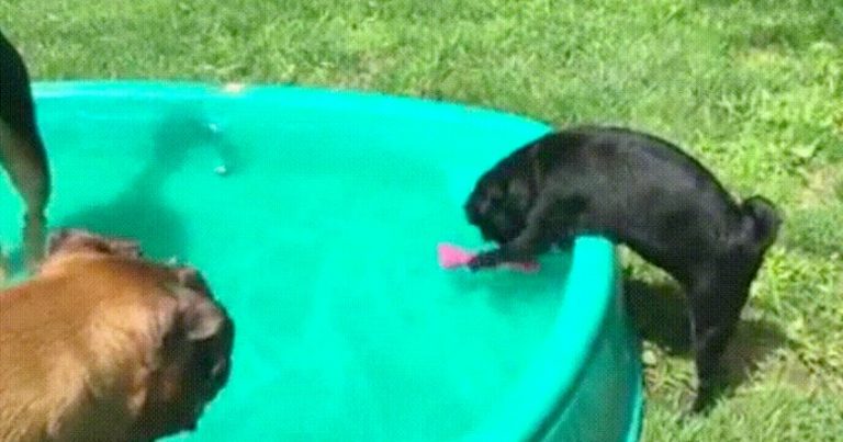 Sweet Boxer Dog Helps His Tiny Friend Struggling To Get A Toy
