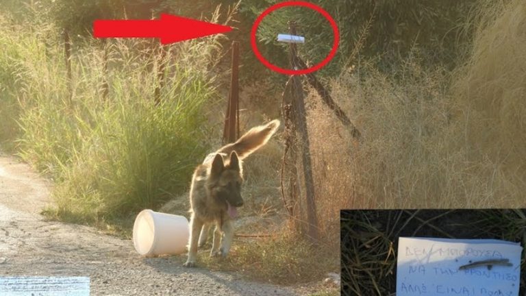 Dog Tied Up And Abandoned With Note Looking For Someone To Love