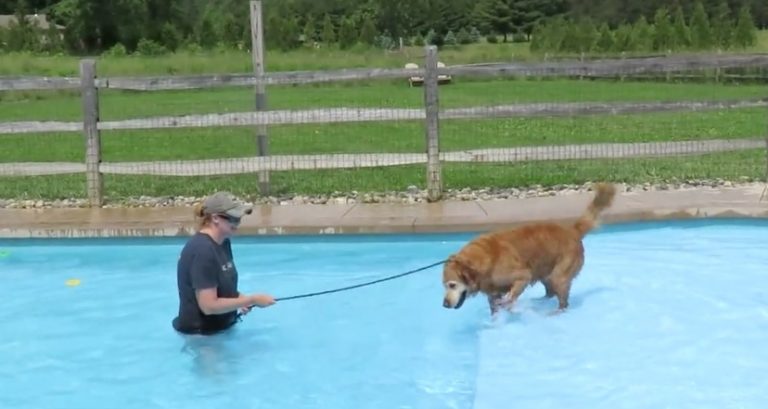 dog swims for first time