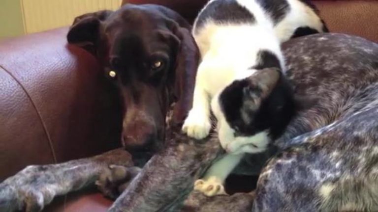 cat naps on dog