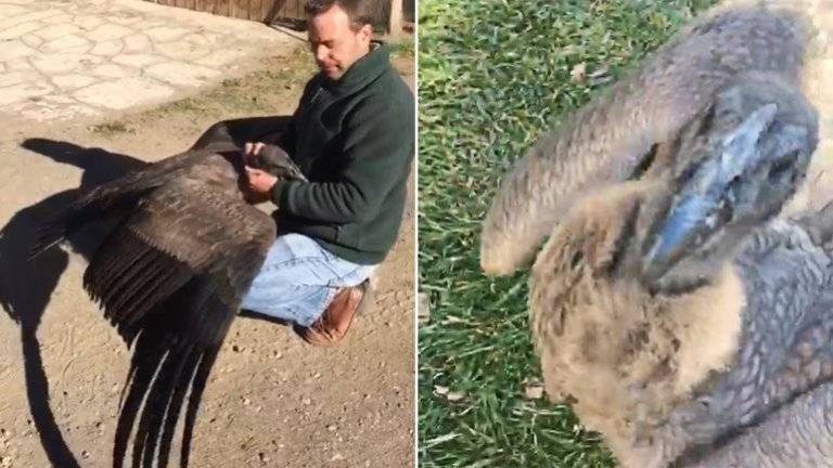Condor Affectionately Hugs Man Who Helped Save His Life