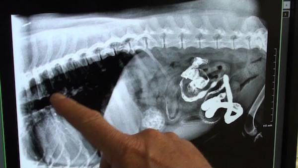 corn cob in dog's stomach