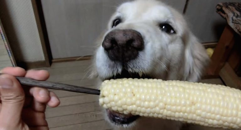 Vets Warn Dog Owners ‘Don’t Feed Your Dog Corn Cobs’