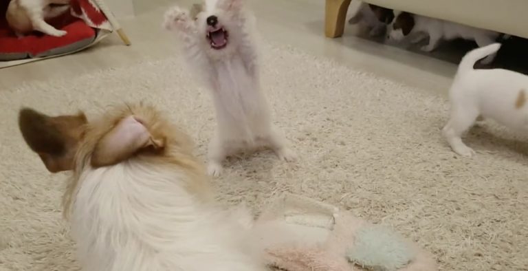 Jack Russell Father Shares Adorable First Play Time With His Puppies