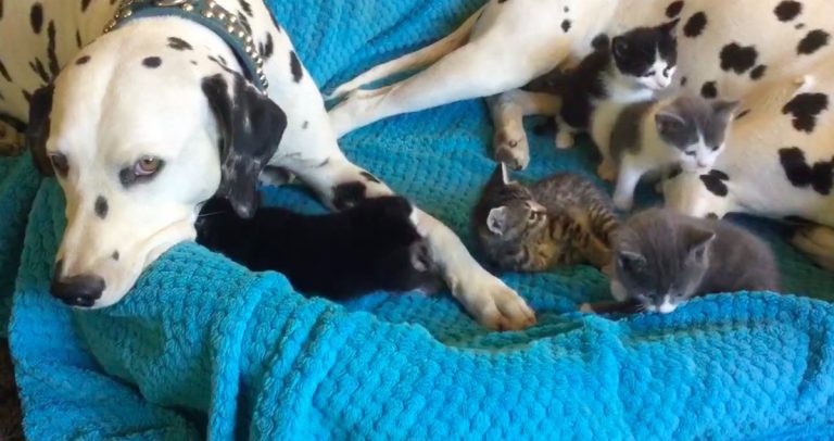 Foster Kittens Completely Invade Dalmatians’ Bed