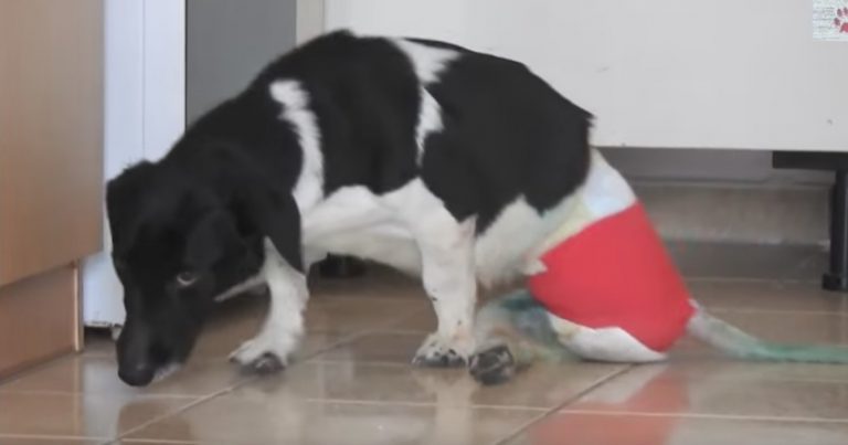 Dog Found Screaming On The Streets Almost Loses Everything Until Rescuer Takes Her In