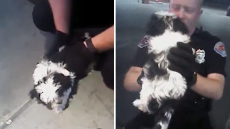 Police Officer Saves Puppy From Choking On A Piece Of Cheese