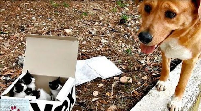 dog finds kittens