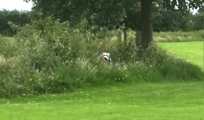 Dog Hides In Bushes Every Time Her Mom Says It’s Time To Leave The Park