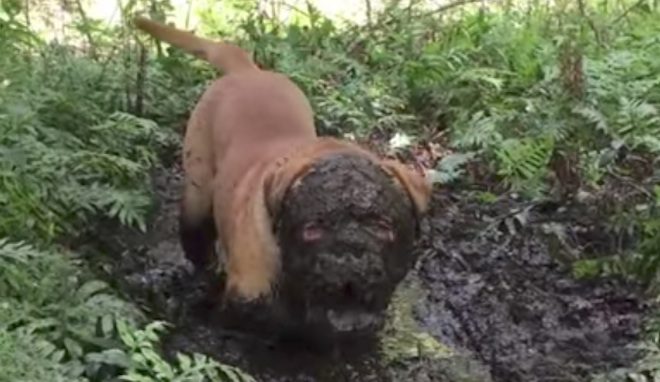 Dog Is Up To His Neck In Mud And Loves It