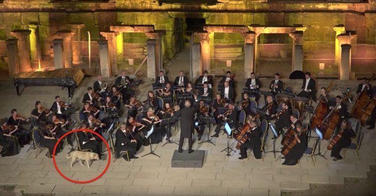 Stray Dog Walks Out On Stage During Live Orchestra Performance To Enjoy The Music