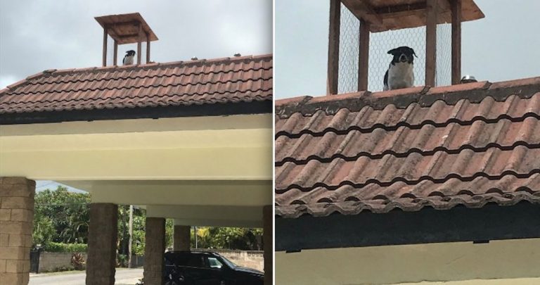 Dad Builds Rooftop Lookout Post For His Dog So He Can Keep An Eye On Everyone